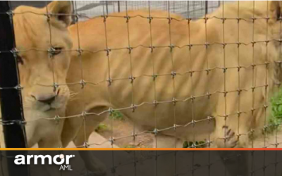 Ven lavado de dinero y delincuencia organizada en refugio de felinos maltratados