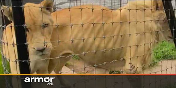 Ven lavado de dinero y delincuencia organizada en refugio de felinos maltratados