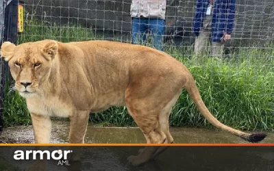 Descongelan cuentas a Jaguar Negro Tigre Blanco; indagan a su fundador por lavado